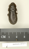 CollectionObject 1573075; 8dad6727-5238-42d4-98d8-df707eca0a82: Copyright Natural History Museum, London. Non-type (adult female) in BM(NH). Dorsal view. (CollectionObject).