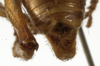 CollectionObject 1529711; 495844eb-7627-450b-831b-c49813163b88: male abdomen tip, dorsal view (holotype). (CollectionObject).