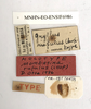 CollectionObject 1539947; 03a48914-45f1-4458-acc9-9e3850e54a7c, MNHN-EO-ENSIF6986: labels (holotype). (CollectionObject).