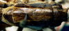 Pediodectes nigromarginatus griseis (Caudell, 1907): male, dorsal view (syntype). (Otu).
