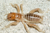 Ammopelmatus davewerneri (Tinkham, 1970): male. (Otu).