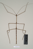 CollectionObject 1561383; NHMUK(SF IMPORT DUPLICATE) 844583, 77e2f5fb-faa5-47a6-9a69-41d9f9eff5d7: copyright Natural History Museum, London. male (holotype). (CollectionObject).