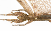 CollectionObject 1590159; e86c7da8-db53-421f-847b-132d6e3ea04a: copyright MNHN, Paris. female: head & thorax, dorsal view (neotype). (CollectionObject).