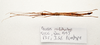 CollectionObject 1595837; 69c9f47b-4b25-4afe-b6ea-ed670bd62ecf: copyright LKCNH Singapore. male, dorsal view (paratype). (CollectionObject).;CollectionObject 1595838; d0360f50-72f5-4e29-9303-e290158de26d: copyright LKCNH Singapore. male, dorsal view (paratype). (CollectionObject).