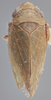 Habitus, dorsal view: !! display not done !! on Acinopterus angulatus Lawson, 1922: (Observation).