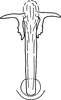 Aedeagus, ventral view on Aphilaenus ikumae (Matsumura, 1915): Aedeagus, caudal view. (Observation).