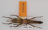 CollectionObject 1563514; 4636d6c8-1484-43fa-aa28-ab0bb14a854e: copyright UMO. female (paratype). (CollectionObject).