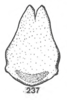 Subgenital plate, ventral view on Anisostylus stylatus Caldwell, 1949: (Observation).