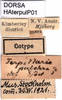 CollectionObject 1580220; 958cdfcb-b0a6-430c-a148-2e29977d9c83: labels (paralectotype). (CollectionObject).