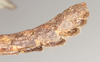 CollectionObject 1561348; NHMUK(SF IMPORT DUPLICATE) 845172-845173, 023e3109-caa2-4943-bf8c-569cbda484df: copyright Natural History Museum, London. male: end of abdomen, lateral view (syntype). (CollectionObject).