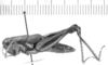 CollectionObject 1567238; fd1483d5-66e8-4cd3-829e-311da90ffc7a: female, lateral view (allotype). (CollectionObject).