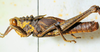 CollectionObject 1498818; 2da30b4f-c860-4267-8220-dc97688621d0: 2012. male, lateral view. (CollectionObject).
