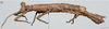 CollectionObject 1564369; 4ba110bb-893e-43b1-b726-ab5f9398c063: female (holotype), from original publication. (CollectionObject).
