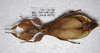CollectionObject 1581340; 464430ef-1cc8-421f-a32d-a4f53a3dc6eb: copyright ZRC Singapore. female, dorsal view (holotype). (CollectionObject).