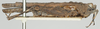 CollectionObject 1580736; e30e7ea6-dfb0-4a86-96dc-efd74dd65ce5: male, lateral view (paratype). (CollectionObject).