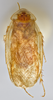 CollectionObject 1569180; 6fcb71ee-fa09-4ba9-8008-a6d8d129d164: Photo by Heidi Hopkins. Holotype, adult male, dorsal habitus. (CollectionObject).