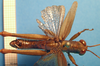 CollectionObject 1538325; aabbef28-c045-450b-9664-83088bbf36f4: male, dorsal view (holotype). (CollectionObject).;CollectionObject 1538325; aabbef28-c045-450b-9664-83088bbf36f4: male, dorsal view (holotype). (CollectionObject).