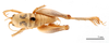 CollectionObject 1578267; 2ccd4f0b-8332-4b3c-bb6a-a228fccdbe3e: male, dorsal view (paratype). (CollectionObject).