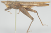CollectionObject 1516352; 4b2c86d3-cd63-4e68-87cf-c3933ecd1a2d: female, lateral view (no type). (CollectionObject).