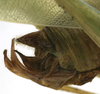 CollectionObject 1505921; 212c9be8-9249-49f9-aa73-0a3ef4899557: male cerci (syntype). (CollectionObject).
