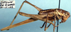 Idiostatus viridis Rentz, 1973: female, lateral view (paratype). (Otu).
