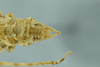 CollectionObject 1532457; 51a3be06-ecff-488c-8165-541ec8849cf7: male terminalia, dorsal view (holotype). (CollectionObject).