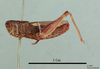 Stenobothrus burri Karabag, 1953: male, lateral view, (holotype). (Otu).
