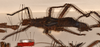 CollectionObject 1558872; ae2fd943-9eed-40c6-82cd-16404d27a944: copyright OUMNH. female, lateral view of Heteropteryx grayii (lectotype). (CollectionObject).