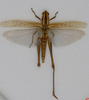 CollectionObject 1518830; 6c96c018-d864-4928-bf93-8af6988f5c92: female, dorsal view (holotype). (CollectionObject).