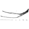 Stylus on Coccineasca coccinea (Fitch, 1851): Stylus, ventral view. (Observation).