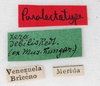 CollectionObject 1562356; 4b82c816-3f05-469d-8cb1-aafbbc1e4fde: copyright MHNG, Geneva. female, data labels (paralectotype). (CollectionObject).;CollectionObject 1562357; bac9dc62-8e3d-4a20-bba3-d273f37420b0: copyright MHNG, Geneva. female, data labels (paralectotype). (CollectionObject).