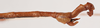 CollectionObject 1561537; 46e2a3b8-f6de-4edc-b637-ee6946c6febd: copyright NHRS, Stockholm. male: end of abdomen, lateral view (holotype). (CollectionObject).