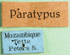 CollectionObject 1501076; 627fea06-a24c-4796-b3f9-c8db213c703e: labels (syntype). (CollectionObject).