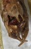 CollectionObject 1532123; NMW 7251, 6caafc8d-56bd-44ad-aed9-ee52b3bb9012: male abdomen tip, vantral view (syntype). (CollectionObject).