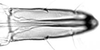 Subgenital plate.: Rostrum (URS) of A. gossypii. (Observation).