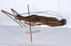CollectionObject 1558328; 42f1c1a0-648b-4171-814e-accc36001f0d: copyright ANSP. female of synonym Brachyelena hirsuta (holotype), lateral view. (CollectionObject).