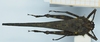 CollectionObject 1585214; bc8b33a9-d878-4ed6-8dde-fb1acedaf652: male, dorsal view. (CollectionObject).