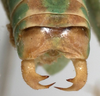 CollectionObject 1527088; cb52e0e0-0be1-424a-9374-e3b3a4b32268: male cerci (holotype). (CollectionObject).