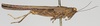 CollectionObject 1503214; 93fe34d5-6605-4572-8d5c-48e94ce7a134: female, lateral view (holotype). (CollectionObject).