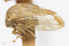 Habitus, lateral view on Cyrtolobus woodruffi Ball, 1932: (Observation).
