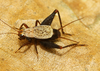 Microlerneca leticia Mello, 1995: male (from type locality). (Otu).