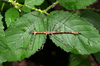 Pseudodiacantha macklottii (Haan, 1842): copyright Paul D. Brock. male ex. Jawa, culture stock September 2013. (Otu).