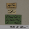 CollectionObject 1572980; 69c80c8f-446a-438a-a654-e9078aa4f8f5: Copyright Natural History Museum, London. Labels from non-type (adult male) in BM(NH). (CollectionObject).
