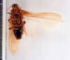 Colapteroblatta compsa Hebard, 1919: Photo taken by Heidi Hopkins. (Otu).