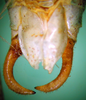 CollectionObject 1500687; a57d062e-58b3-4509-9f9f-606307d3100b: male cerci, ventral view (holotype). (CollectionObject).