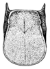 Hetaira (Atopana) aurigera (Rehn, 1918): Pl. 19, Fig. 5 (after type). female pronotum, dorsal view. (Otu).