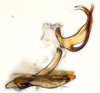 Aedeagus, lateral view: (Observation).