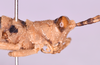 CollectionObject 1585717; de835e22-a69d-4cee-ab09-17aaa6e1ccd3: male, head and thorax in lateral view (no a type). (CollectionObject).