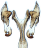 Connective: !! display not done !! on Acostemma Signoret, 1860: Acostemma sp., connective and styles ventrally (INHS). (Observation).
