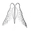 Transvaaliana draconis Brown, 1962: Fig. 7. male, apex of penis, dorsal view. (Otu).